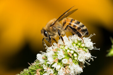 honey bee in mint flower