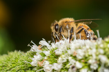 honey bee in mint flower