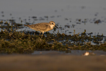 semipalmated sandpiper (Calidris pusilla)
