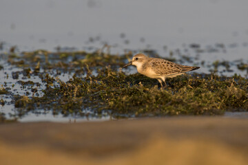 semipalmated sandpiper (Calidris pusilla)