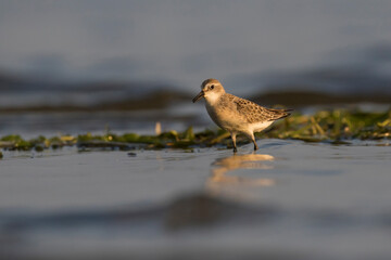 Obraz premium semipalmated sandpiper (Calidris pusilla)