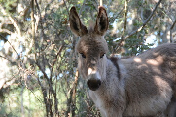 baby donkey in sardinia, italy