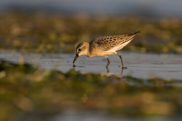 semipalmated sandpiper (Calidris pusilla)