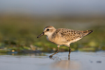 semipalmated sandpiper (Calidris pusilla)
