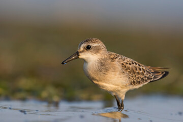semipalmated sandpiper (Calidris pusilla)