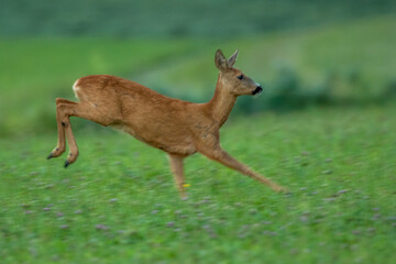 Reh (Capreolus capreolus)