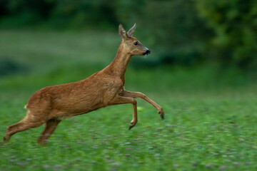 Reh (Capreolus capreolus)