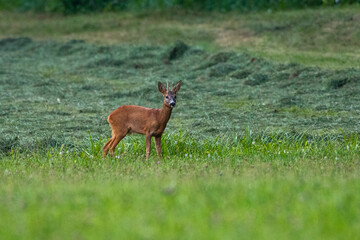 Rehbock (Capreolus capreolus)