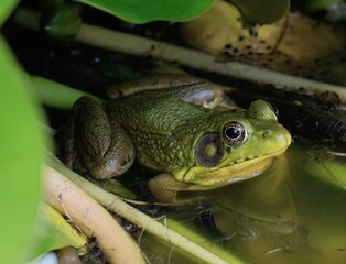 Cool Frog