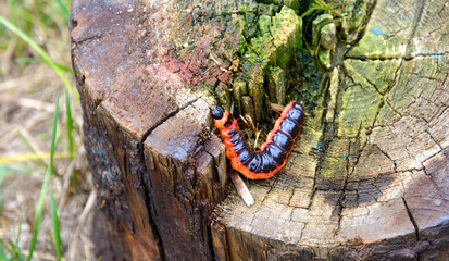 The caterpillar of the fragrant woodworm. Cossus cossus. Caterpillar of a butterfly from the carpenter family. Cossidae