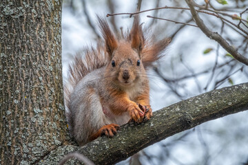 The squirrel with nut sits on a branches in the spring or summer.