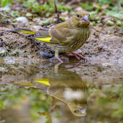 Grünfink (Carduelis chloris) Jungvogel