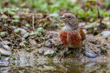 Bluthänfling (Carduelis cannabina) Männchen