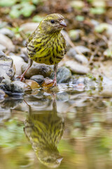 Girlitz (Serinus serinus) Männchen