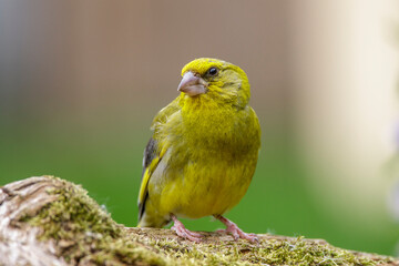 Grünfink (Carduelis chloris) Männchen