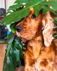 cocker spaniel dog