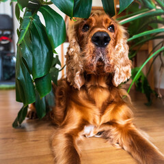 cocker spaniel dog