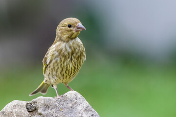 Grünfink (Carduelis chloris) Jungvogel