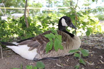 goose on the grass