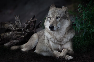 Fototapeta premium she-wolf sitting regally on the ground in the dark against the background