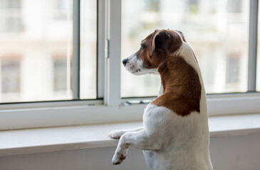jack russell terrier dog look out the window - Powered by Adobe