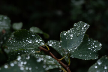 Wassertropfen