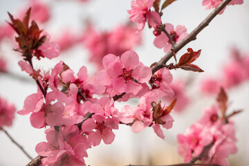 Fototapeta na wymiar Close-up of black cherry plum blossom branches
