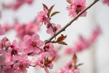 Fototapeta na wymiar Close-up of black cherry plum blossom branches