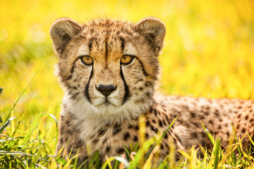 tiger cub