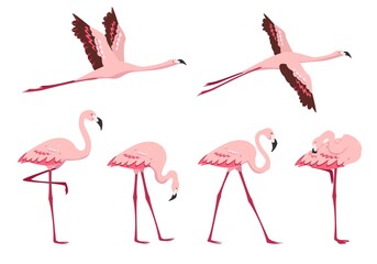 Fototapeta premium Standing and flying pink Flamingo birds isolated