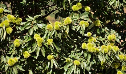 Detalle de las ramas de un castaño, castanea sativa,  cargadas de erizos en verano