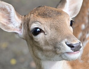 Portrait Rehkitz im Wildpark Schweinfurt, Reh