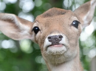 Rehkitz schaut neugierig in die Kamera, Wildpark Schweinfurt