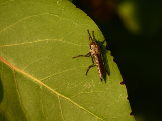 Manx robber fly (Machimus cowini) on green leaf, Gdansk, Poland