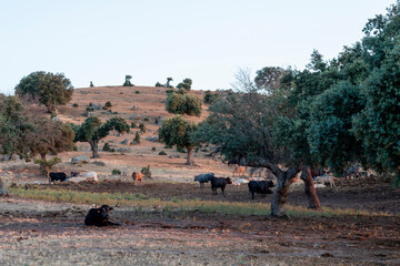 ganado vacuno vacas en castilla vacas moruchas