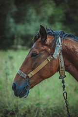 Obraz premium a brown horse grazes in a meadow in the village
