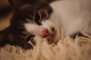 little cat is resting on a fluffy blanket, yawns and luxuriates