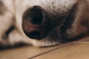 dog nose close up, closeup, dog alaskan malamute