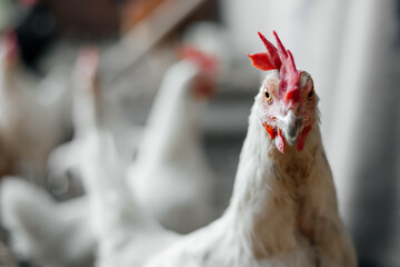 Chicken indoors in a farm. close up view