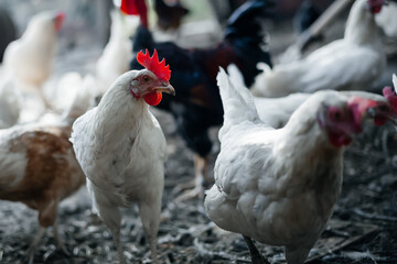 Chicken indoors in a farm