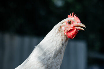 White Chicken indoors in a farm. close up view