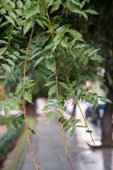 Branch with wet leaves in the park on a blurred street background