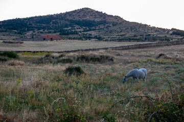 caballo salvaje en montaña