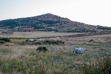 cerro de la cruz piedrahita 2021 caballos