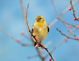 American Goldfinch