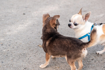 Two Chihuahua dogs stand on an asphalt road and look at each other. 