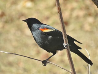 Red Winged Blackbird Male Perch
