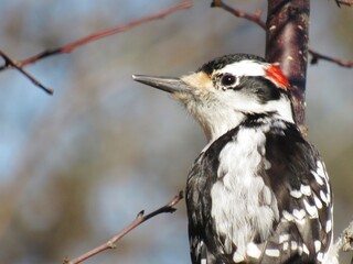 Hairy Woodpecker Profile Male 