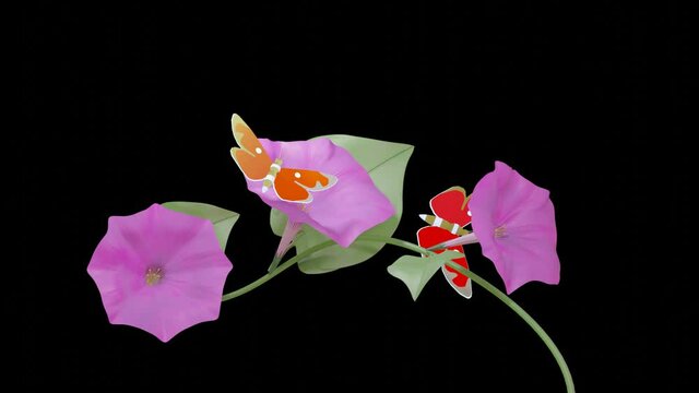 3D butterflies fly over purple blooming flowers on a black background. looped animation. 3d render