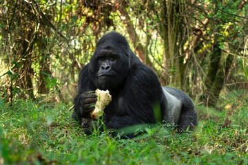 Mountains gorilla in the rainforest. Rare gorillas in the Ugandan mountains. Wildlife in the Africa. 